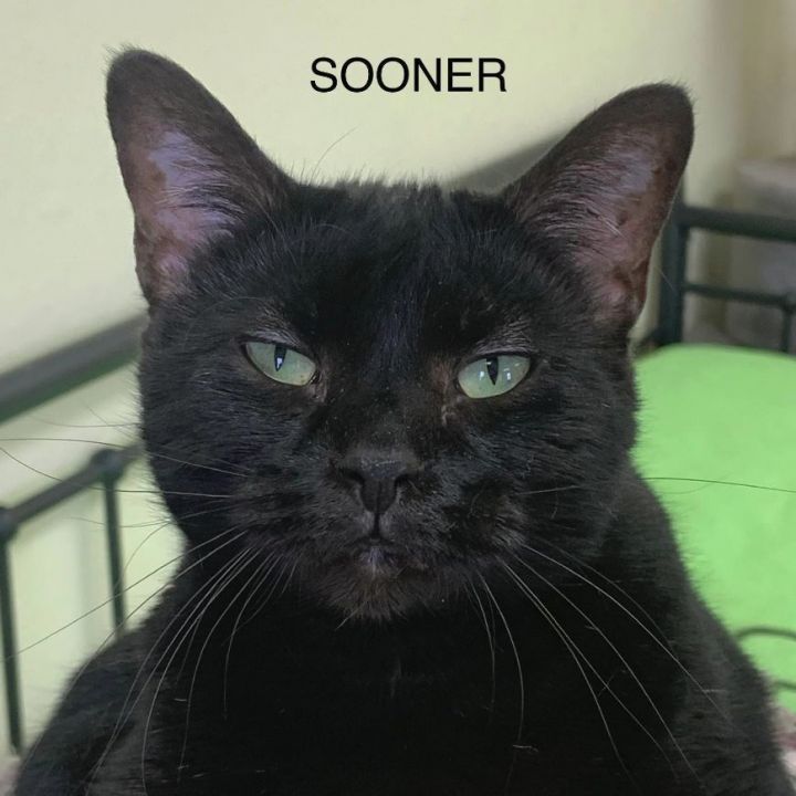 Sooner, an adoptable Domestic Long Hair in Rushville, IL_image-1
