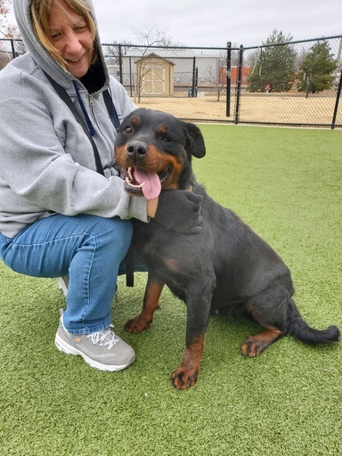 China, an adoptable Rottweiler in Lincoln, NE_image-2