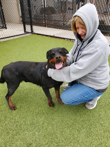 China, an adoptable Rottweiler in Lincoln, NE_image-3