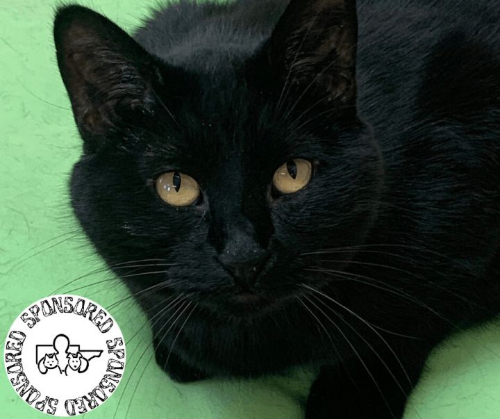 Moonshine, an adoptable Domestic Long Hair in Rushville, IL_image-1