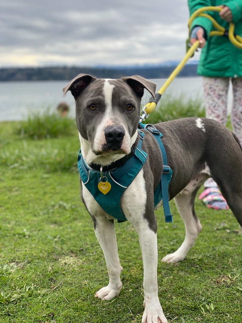 Flurry , an adoptable American Staffordshire Terrier in Seattle, WA, 98126 | Photo Image 2