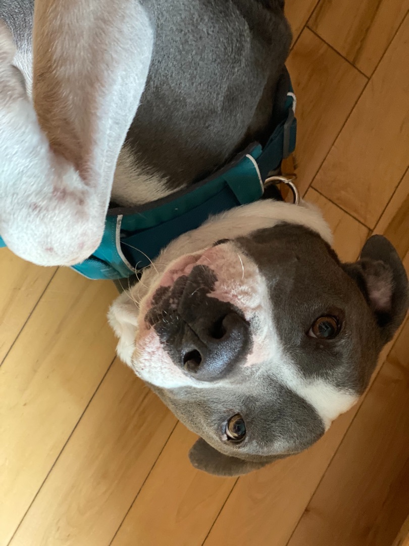 Flurry , an adoptable American Staffordshire Terrier in Seattle, WA, 98126 | Photo Image 4