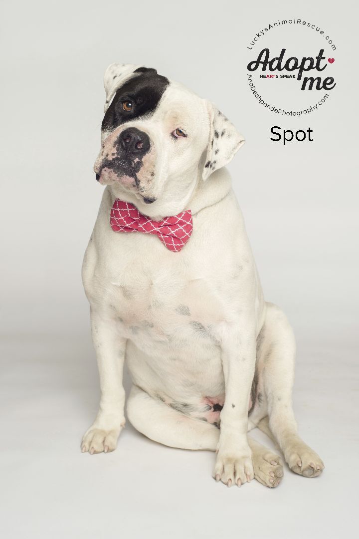 Dog for adoption - Spot, a Mastiff & American Staffordshire Terrier Mix in  Bakersfield, CA | Petfinder