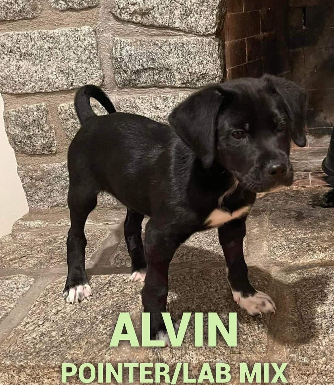 ALVIN