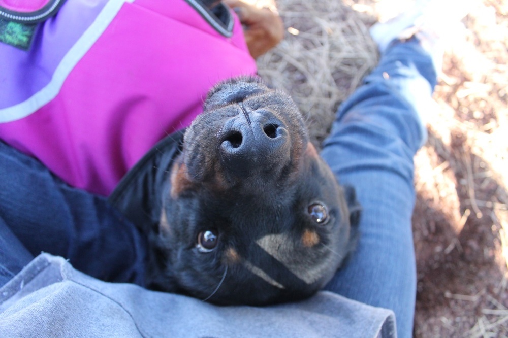Sandy, an adoptable Rottweiler in Gilbert, AZ, 85296 | Photo Image 1