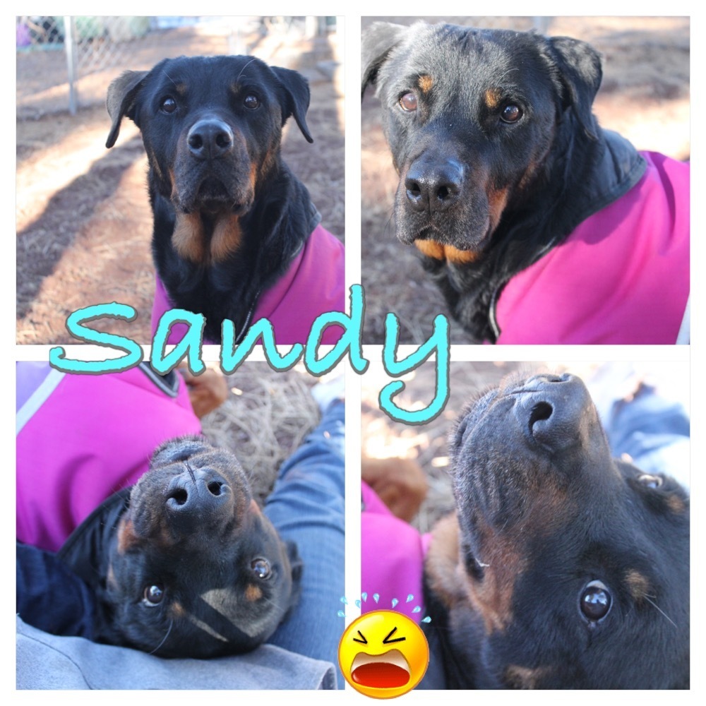 Sandy, an adoptable Rottweiler in Gilbert, AZ, 85296 | Photo Image 2