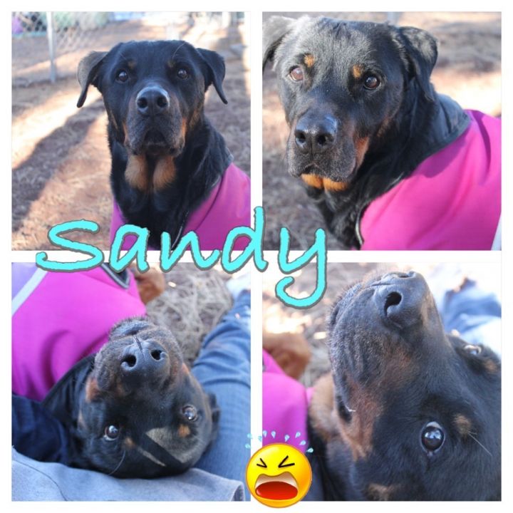 Sandy 2