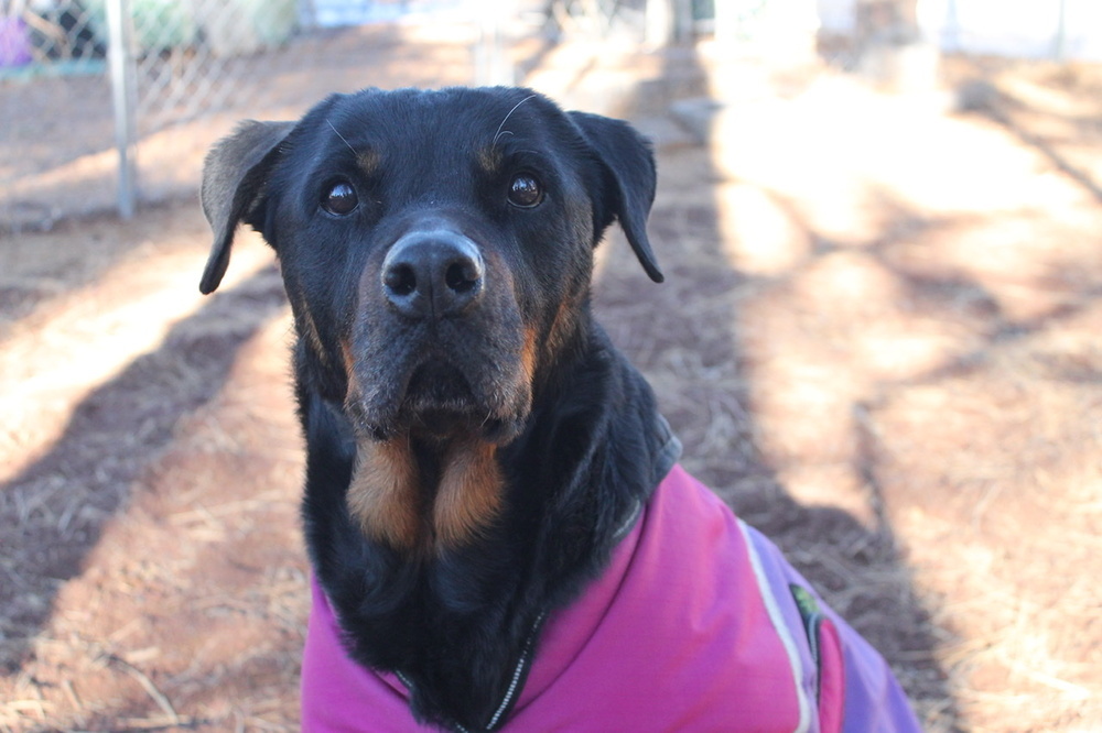 Sandy, an adoptable Rottweiler in Gilbert, AZ, 85296 | Photo Image 3