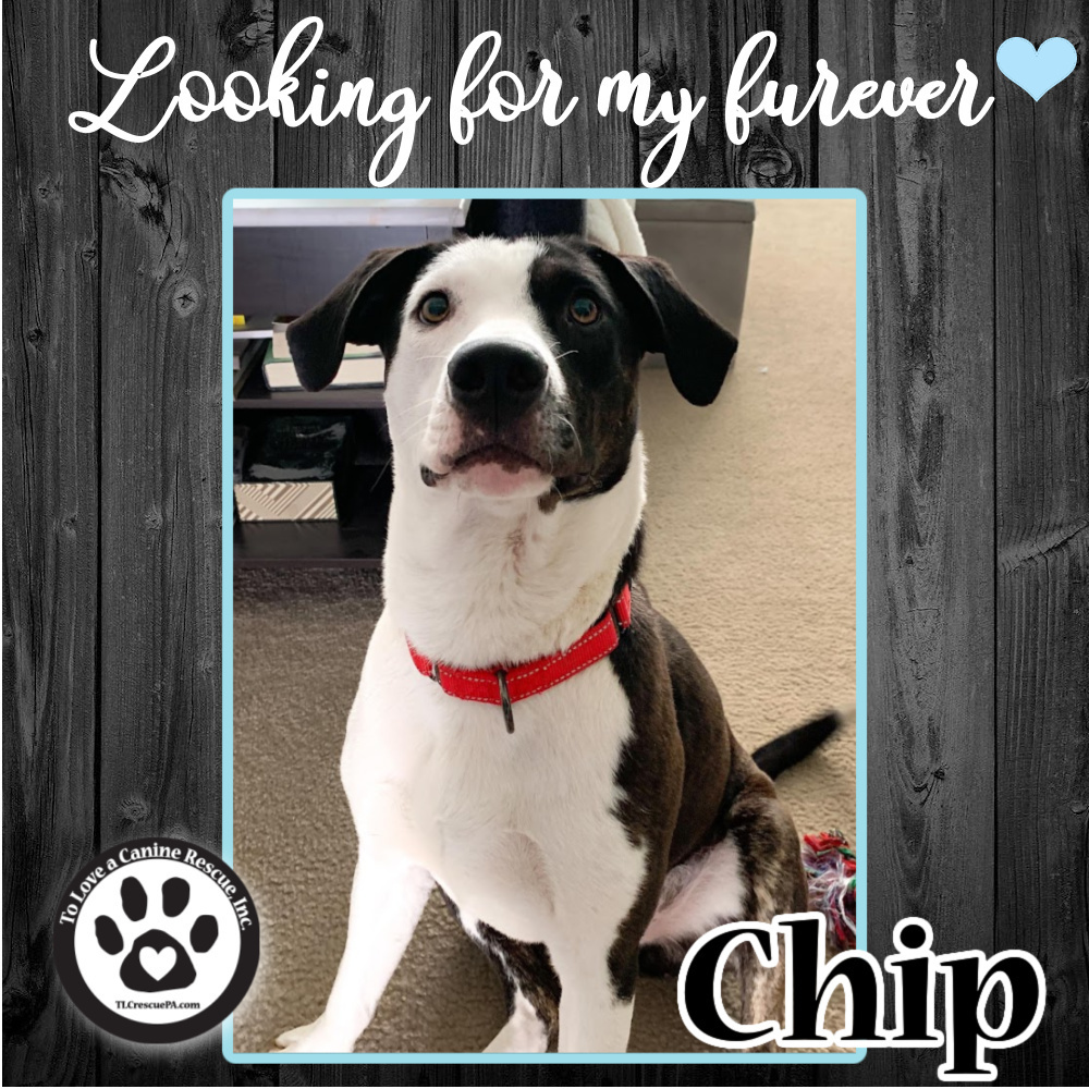 Chip 030522