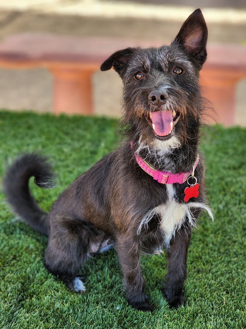 CINDER, an adoptable Wirehaired Dachshund, Terrier in Phoenix, AZ, 85028 | Photo Image 4