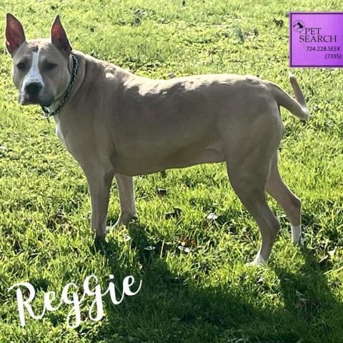 Reggie