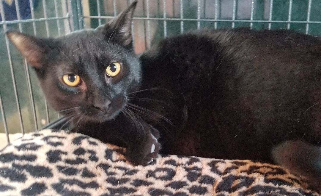 Cat for adoption Henry, a Domestic Short Hair in Arthurette, NB