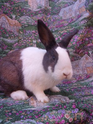 A nice bunny girl with beautiful markings Every rabbit sheltered at BUNS is spayed or neutered 