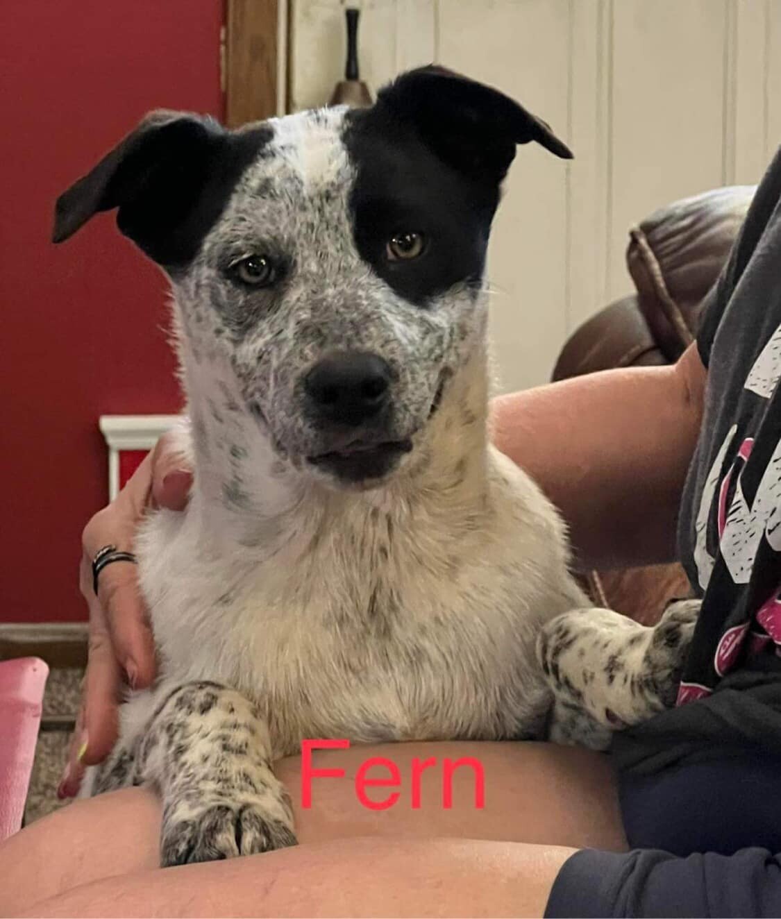 Fern **ADOPTION PENDING**