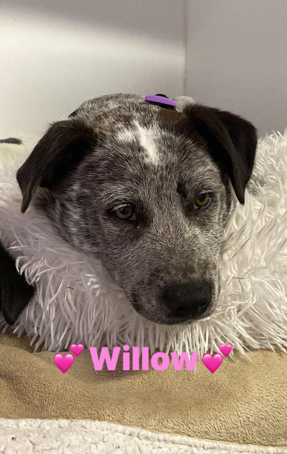 Willow **ADOPTION PENDING**