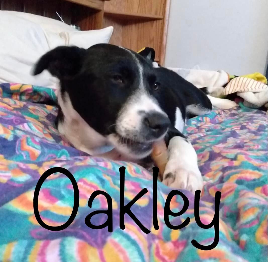 Oakley **ADOPTION PENDING**