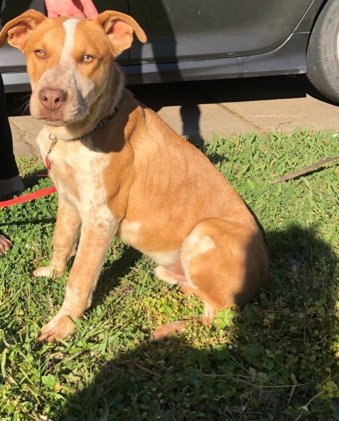 German shepherd blue store nose pitbull mix