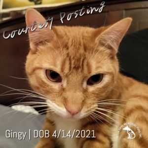 Gingy CP202217