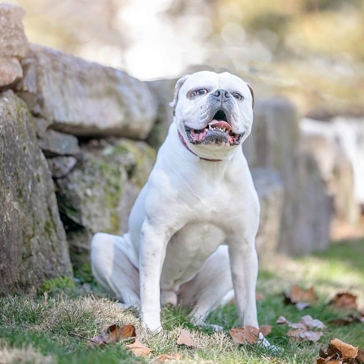 full grown male american bulldog