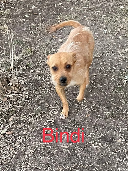 Bindi