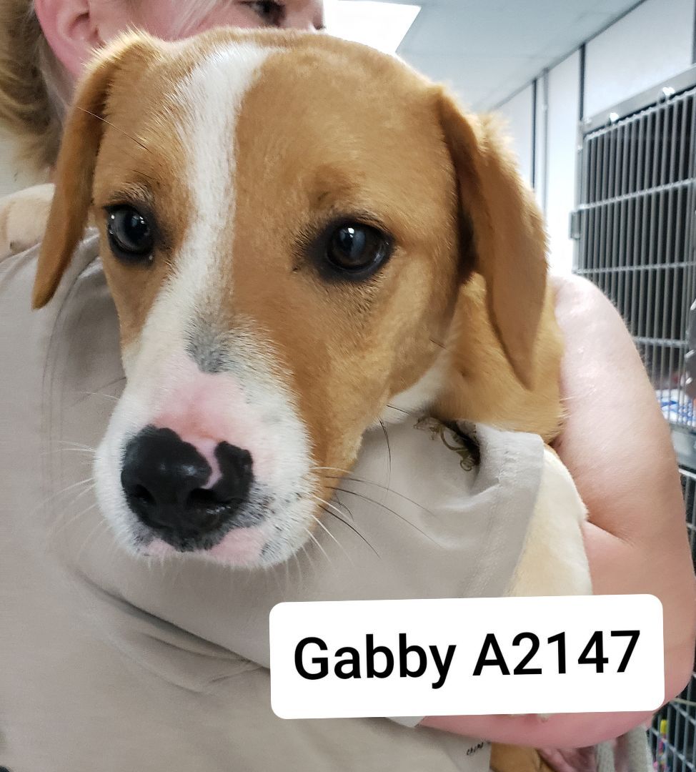 Gabby A2147