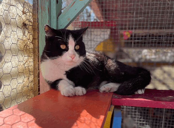 Tux, an adopted Domestic Short Hair & Tuxedo Mix in Williamsburg, NM_image-4