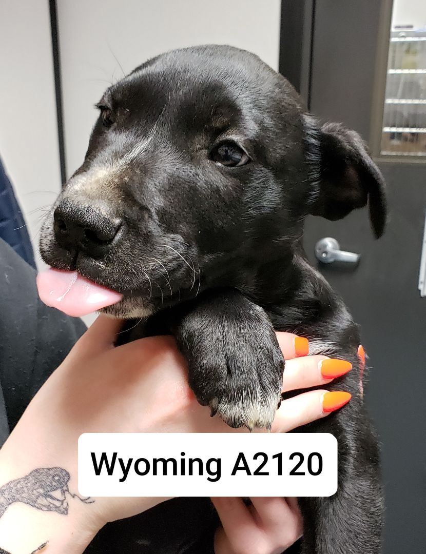 Wyoming A2120