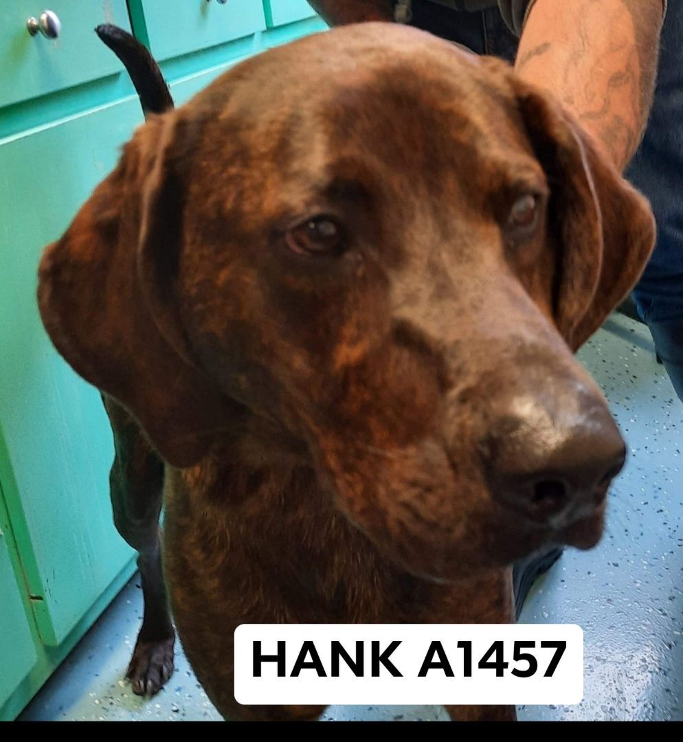 Hank A1457