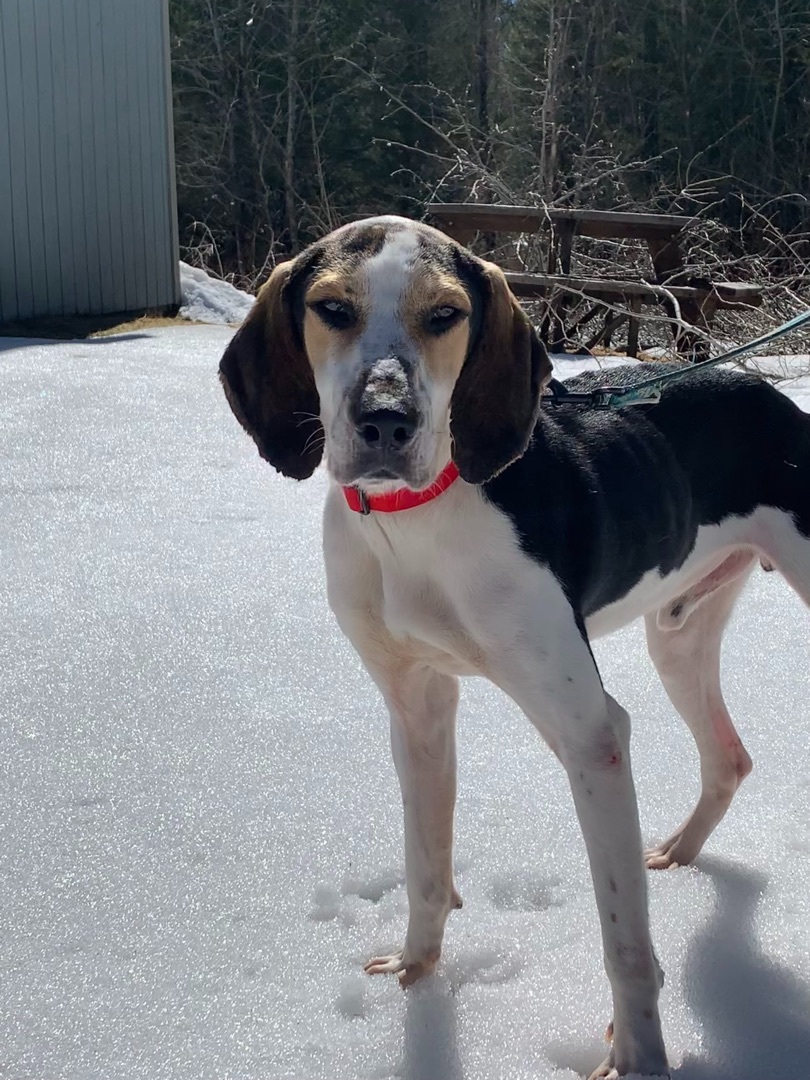 Bluto, an adoptable Treeing Walker Coonhound in Brownsville, VT, 05037 | Photo Image 2