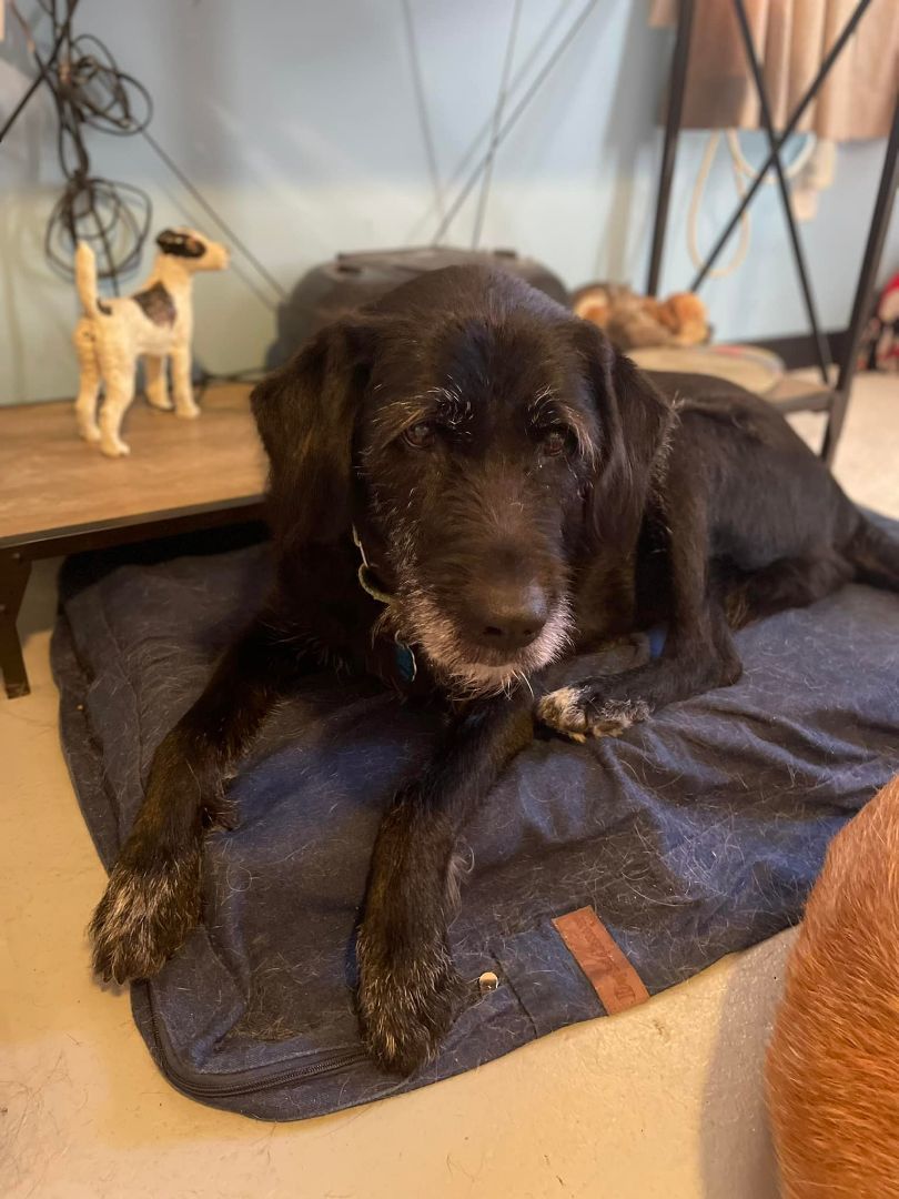 Lily, an adoptable Labrador Retriever, Schnauzer in Independence, MO, 64056 | Photo Image 3
