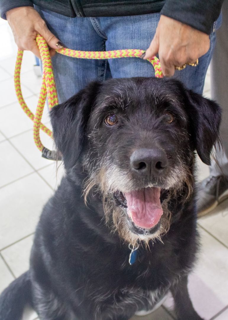 Lily, an adoptable Labrador Retriever, Schnauzer in Independence, MO, 64056 | Photo Image 4