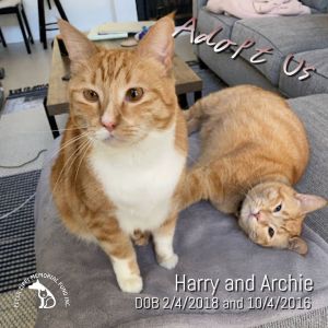 Archie and Harry (Bonded Pair)
