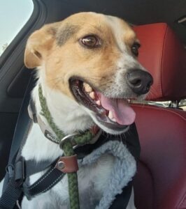 Kobe, an adoptable Jack Russell Terrier Mix in Vacaville, CA_image-1