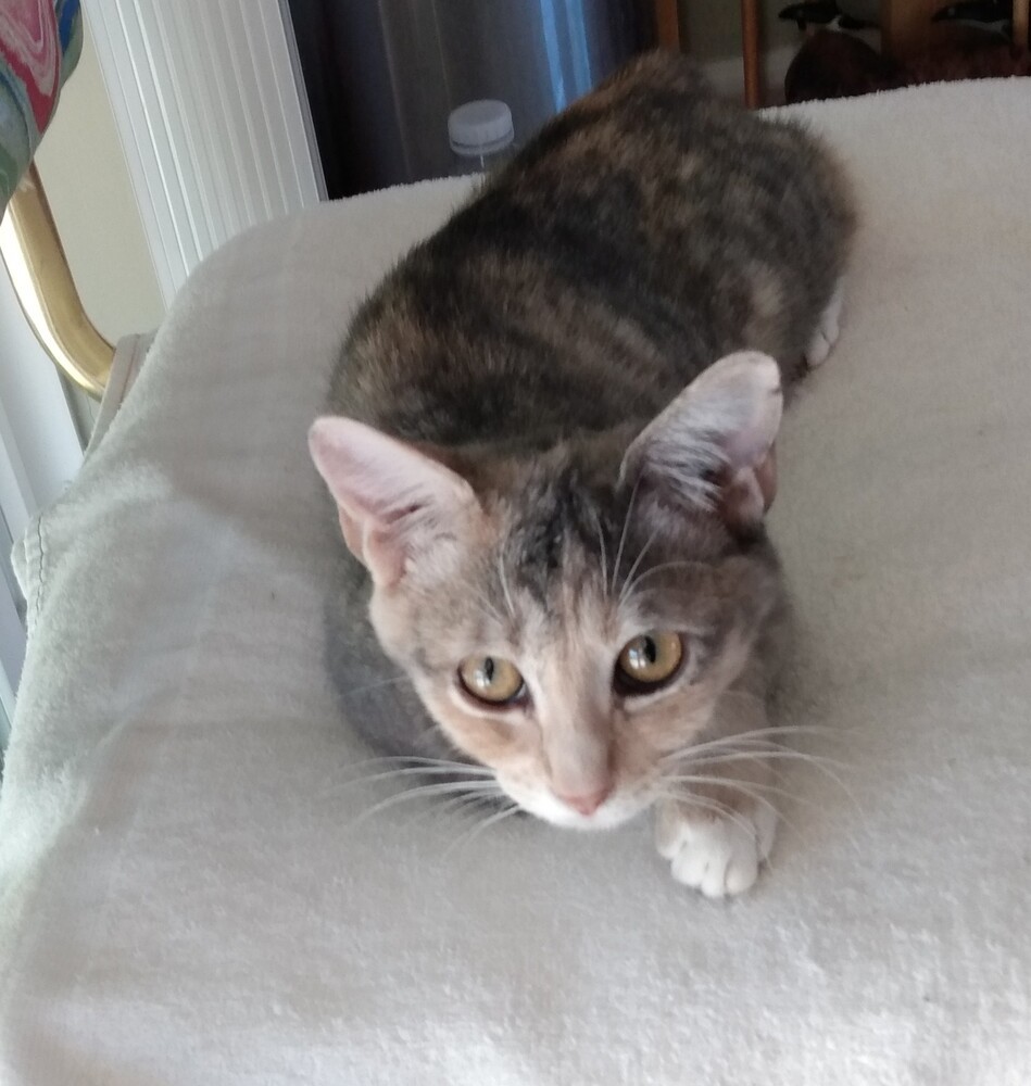 Clouds, an adoptable Domestic Short Hair in Thatcher, AZ, 85552 | Photo Image 2