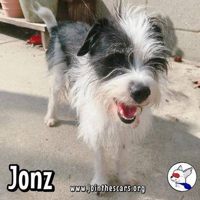 Jonz, an adoptable Terrier Mix in Glendora, CA_image-4