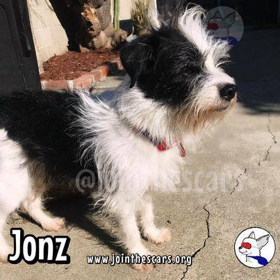 Jonz, an adoptable Terrier Mix in Glendora, CA_image-6