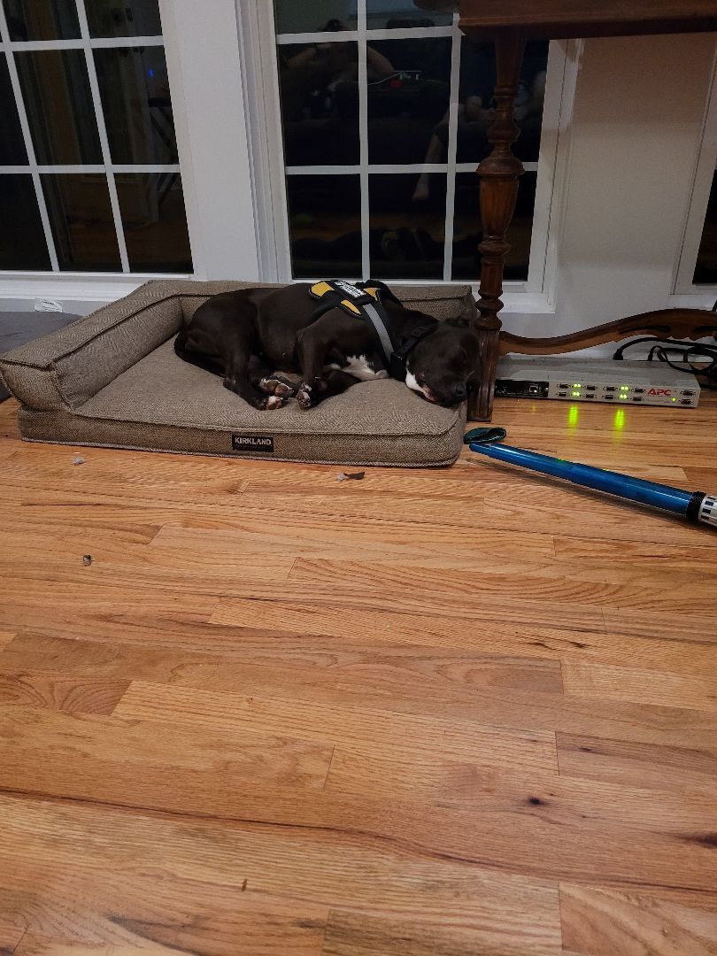 Terra, an adoptable Pit Bull Terrier in Griffin, GA, 30223 | Photo Image 3