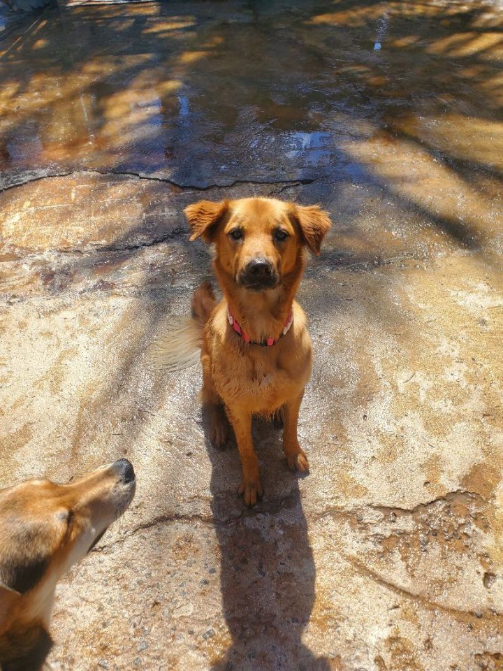 Maxi, an adoptable Golden Retriever & German Shepherd Dog Mix in Loiza, PR_image-2