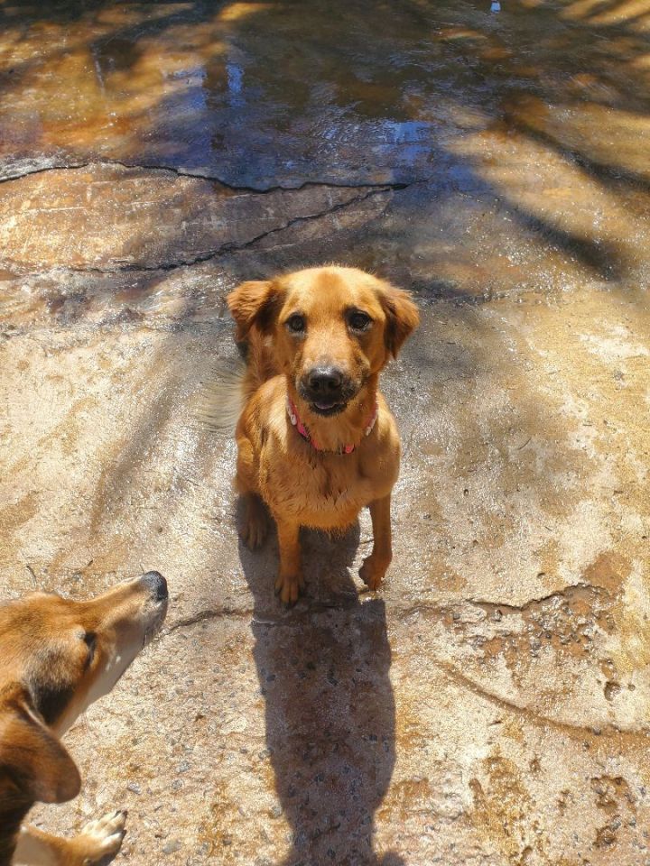 Maxi, an adoptable Golden Retriever & German Shepherd Dog Mix in Loiza, PR_image-5