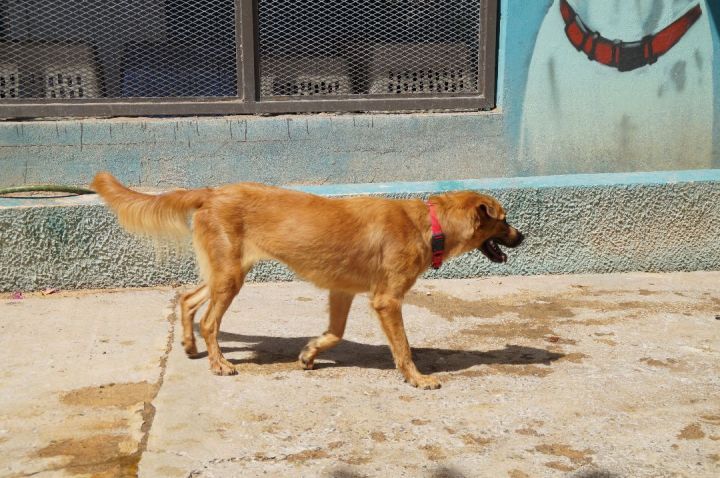 Maxi, an adoptable Golden Retriever & German Shepherd Dog Mix in Loiza, PR_image-6