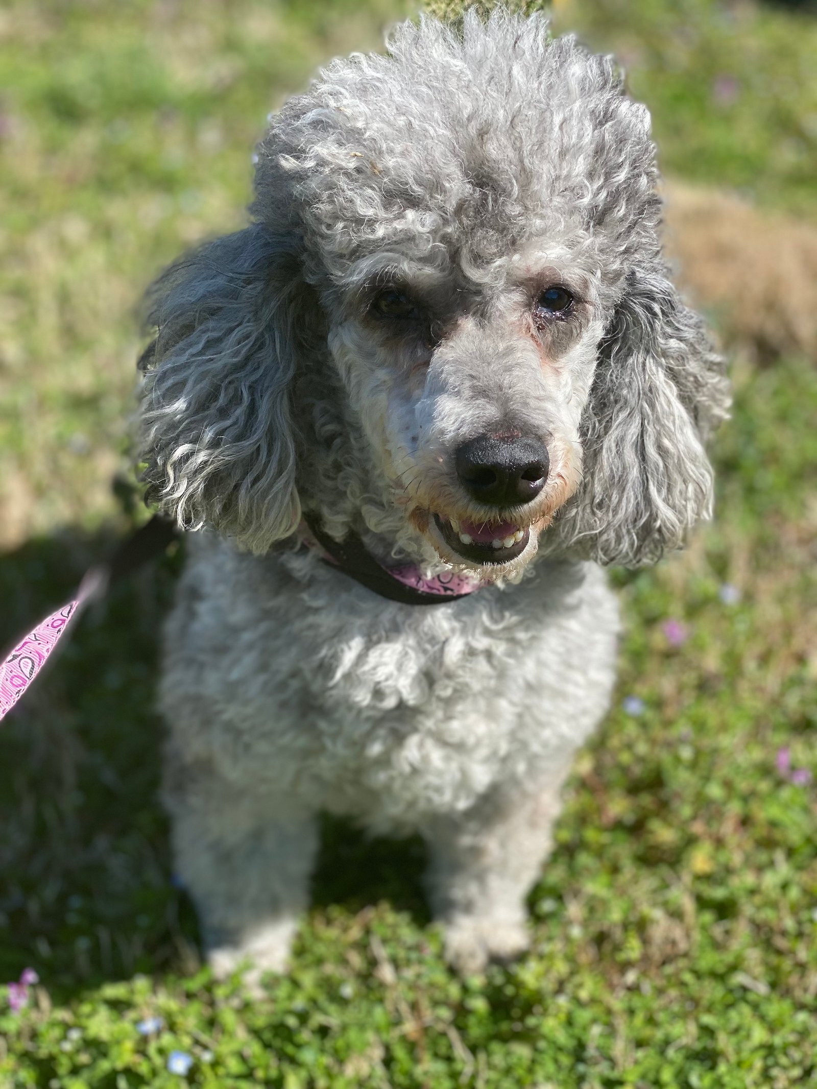 Speedy - Feb 22 - In Foster in Rocky Mount, NC