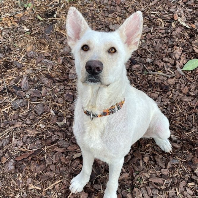 Dog for adoption - Apple, a German Shepherd Dog in Bellaire, TX | Petfinder