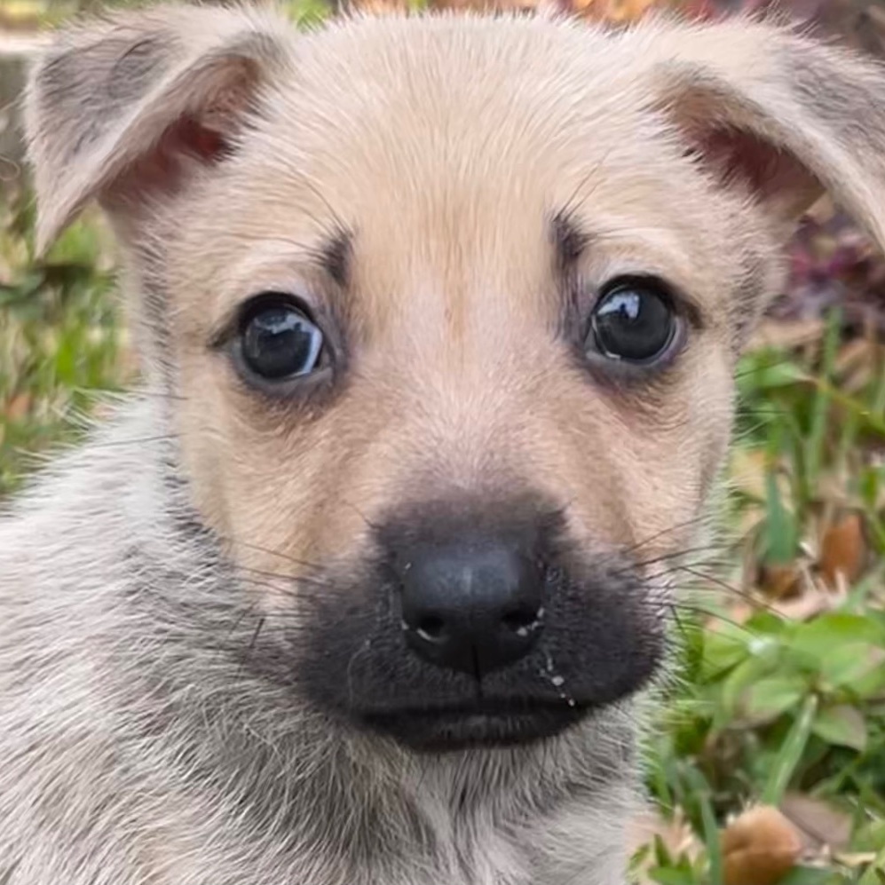 Artemisâ€™ girl puppies