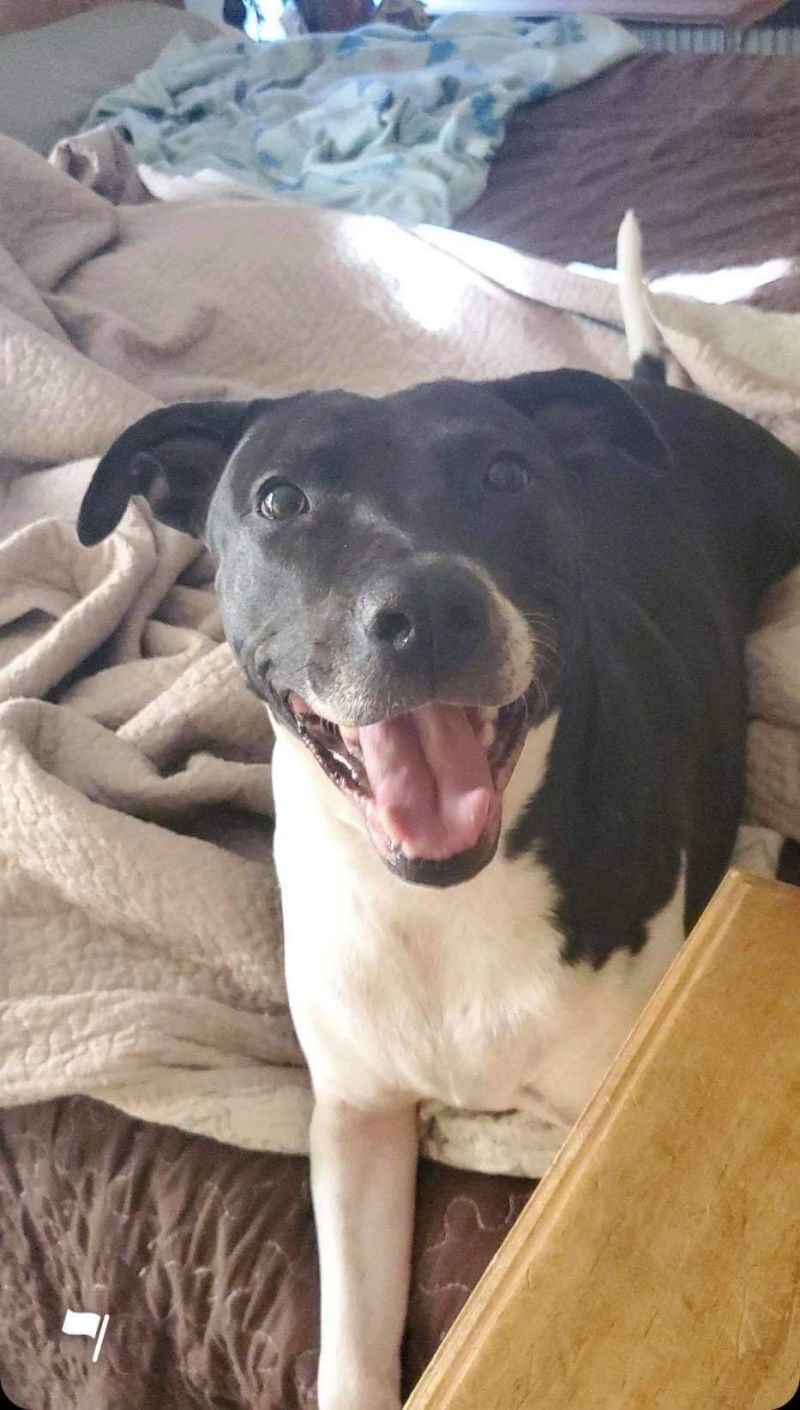 Laila, an adoptable Labrador Retriever in Houston, TX, 77074 | Photo Image 1