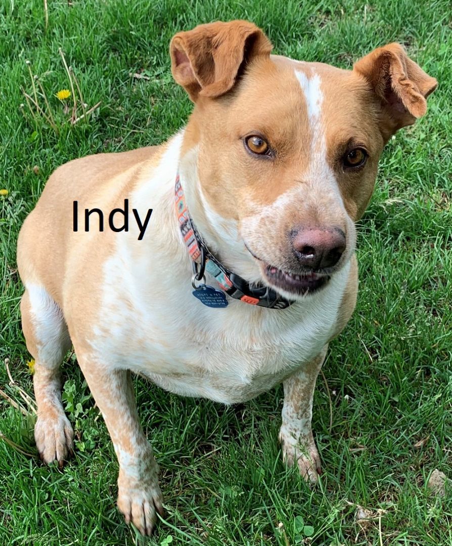 Indy