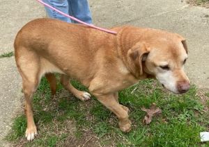 April Labrador Retriever Dog