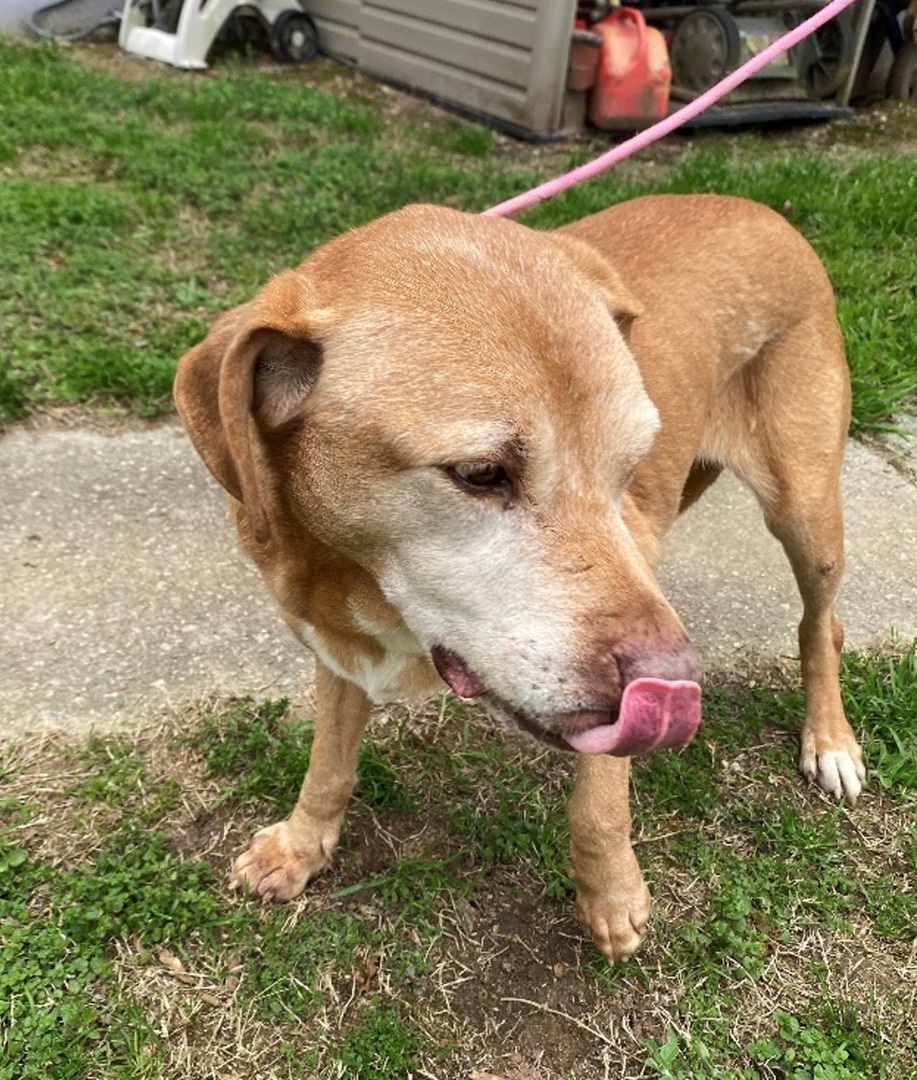 April, an adoptable Labrador Retriever, Pit Bull Terrier in Augusta, GA, 30919 | Photo Image 2