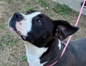 Pumpkin was found hanging around the stables at Fort Gordon and taken in by the shelter We suspect 