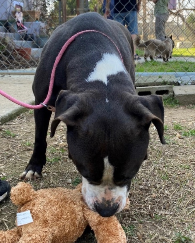 Pumpkin , an adoptable Boxer, Pit Bull Terrier in Augusta, GA, 30919 | Photo Image 2