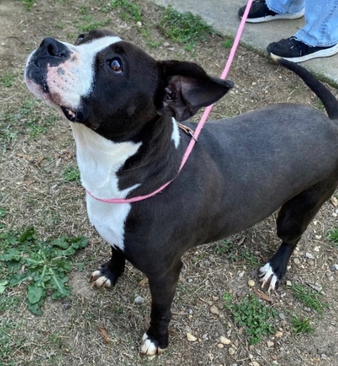 Pumpkin , an adoptable Boxer, Pit Bull Terrier in Augusta, GA, 30919 | Photo Image 3